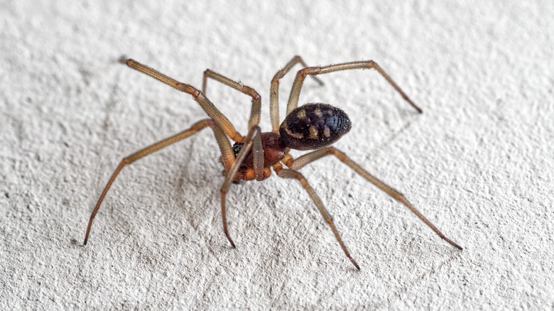 A false black widow spider on white wall