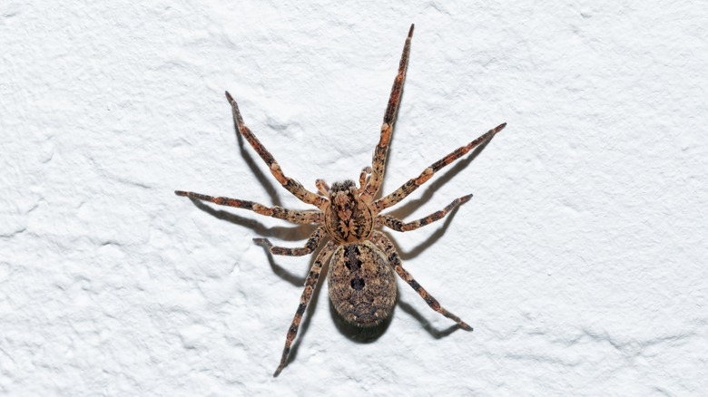 Hairy hobo spider on a white wall