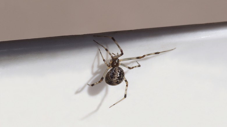 A common house spider on white wall