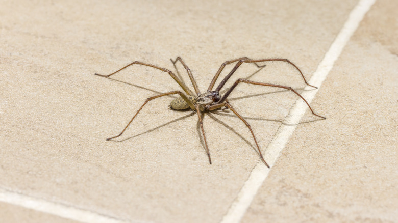 A giant house spider on a tiled floor