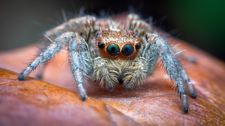A jumping spider on an orange leaf