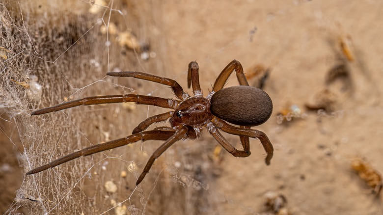 A southern house spider weaving a web