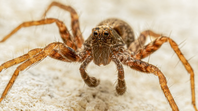 A closeup of a wolf spider