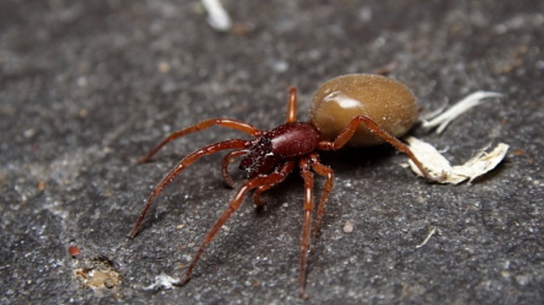 A woodlouse hunter spider on a rocky surface