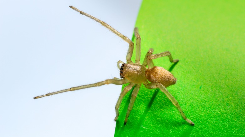 Yellow sac spider on a green surface