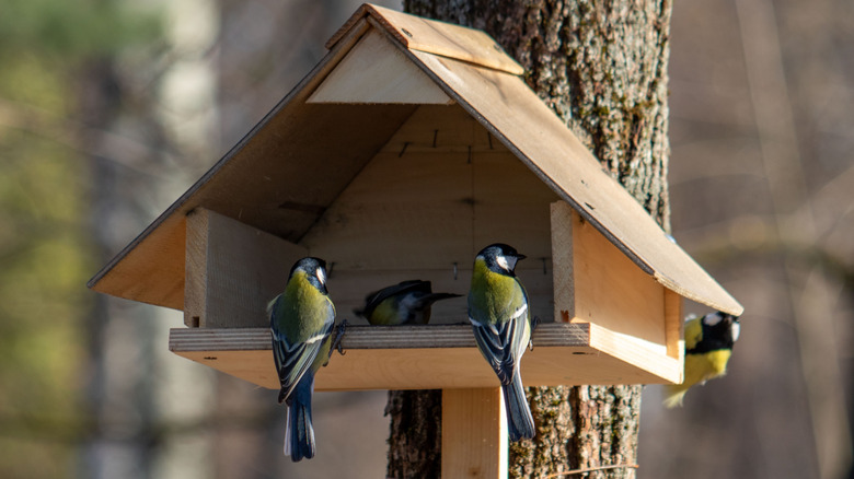 An open birdhouse with four feathered visitors