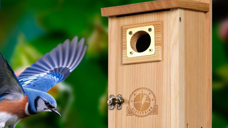 The Sisterbird birdhouse kit next to a bird