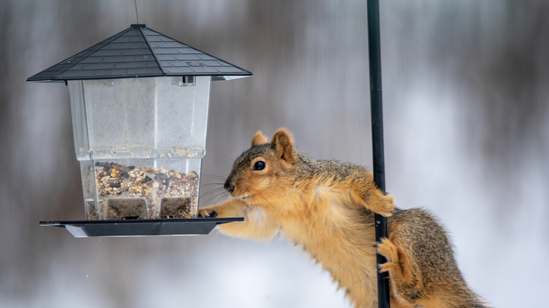A squirrel reaching towards a bird feeder