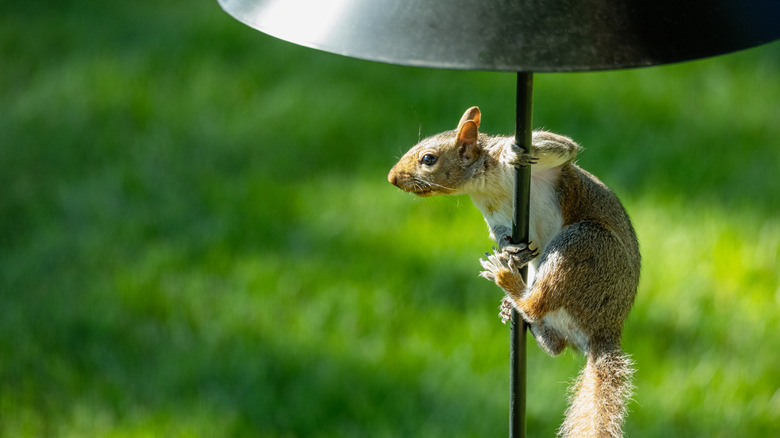A squirrel under a baffle on a bird feeder pole