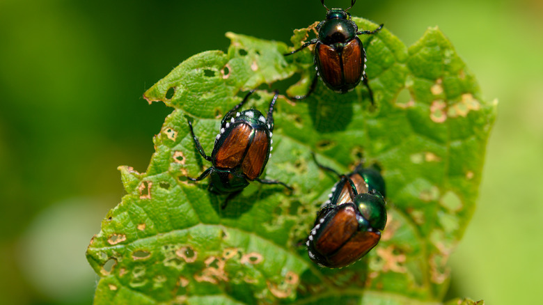 Japanese beetles on plant leaf