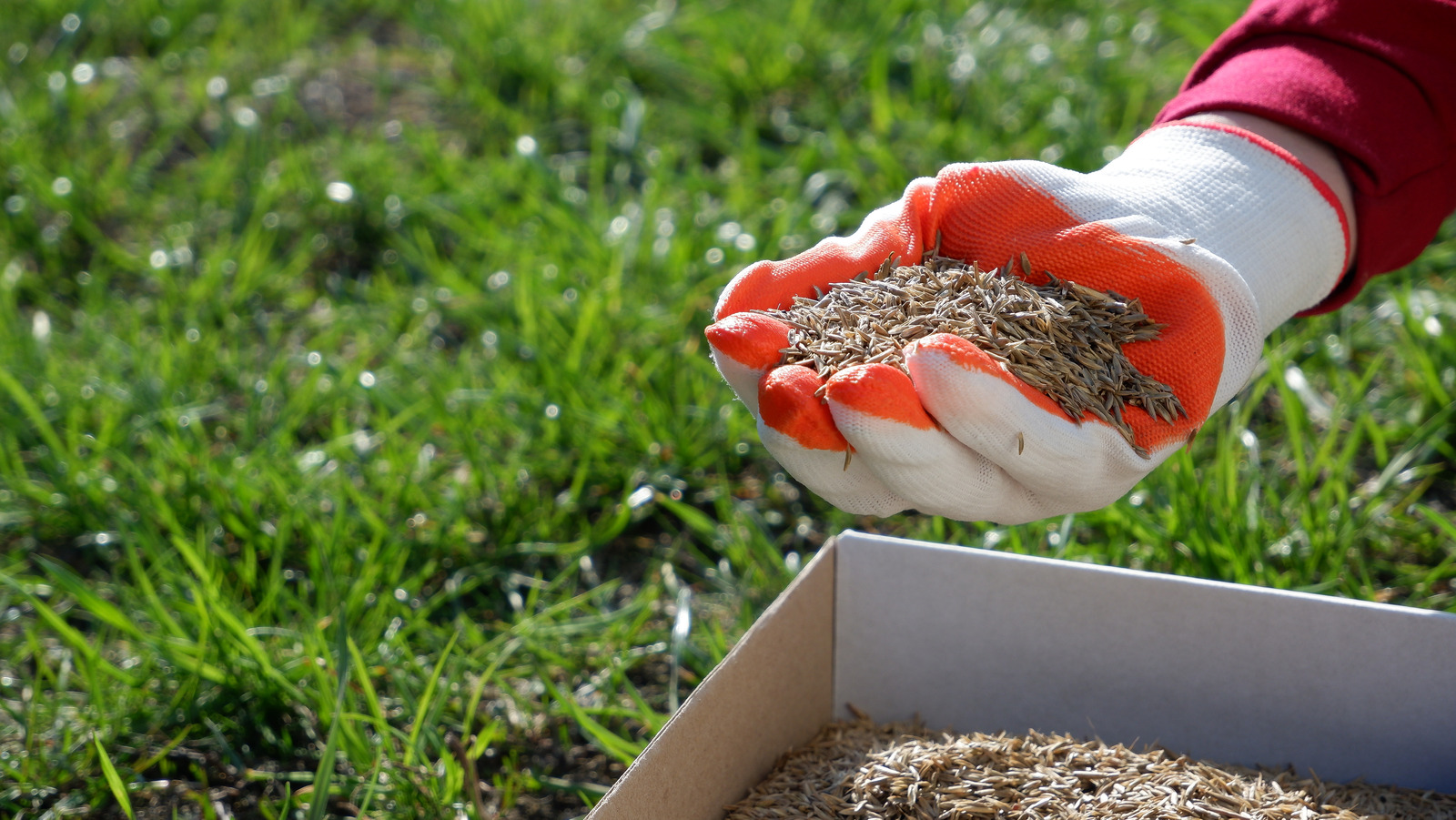 The TopRated Home Depot Grass Seed According To Reviews