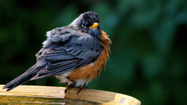 American Robin sitting on birdbath