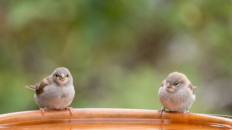 two birds perched on birdbath