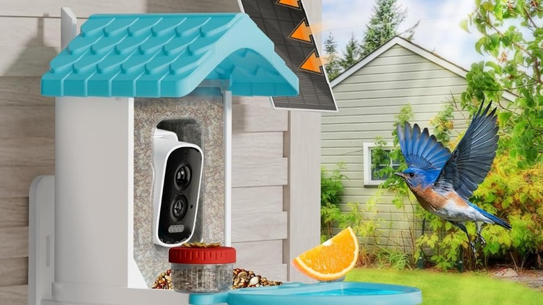 smart birdbath with added feeder