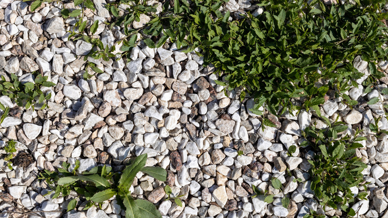Weeds growing in light colored gravel