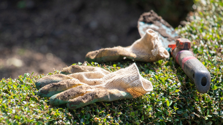 Garden gloves and a trowel are sitting on a bush