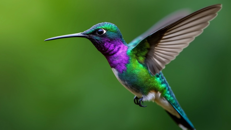 Hummingbird with purple and emerald feathers mid-flight