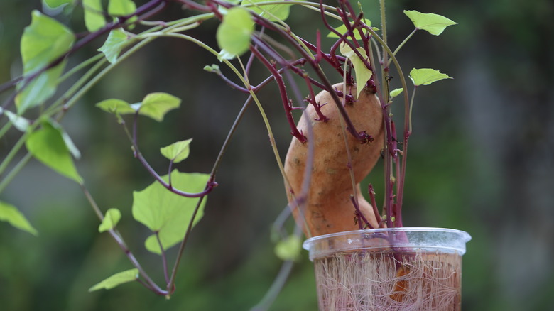 Sweet potato growing in plastic cup