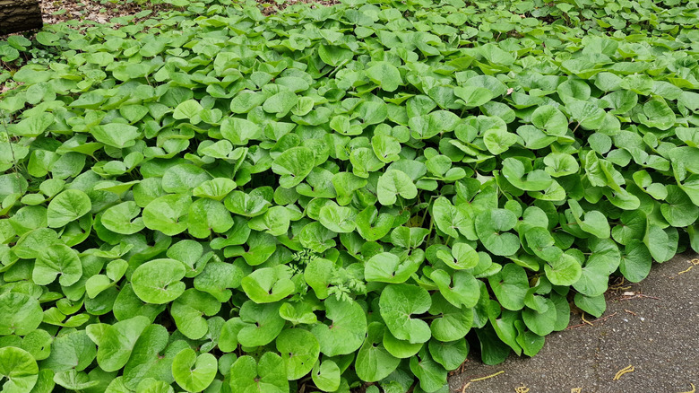 A patch of wild ginger grows beside a path.