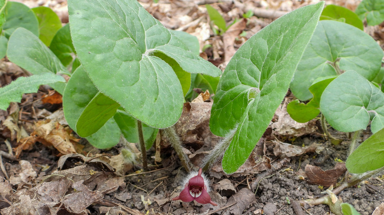A young wild ginger plant blooms in early spring.
