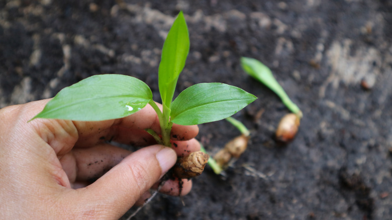 A gardener transplants newly-sprouted ginger rhizomes in soil.