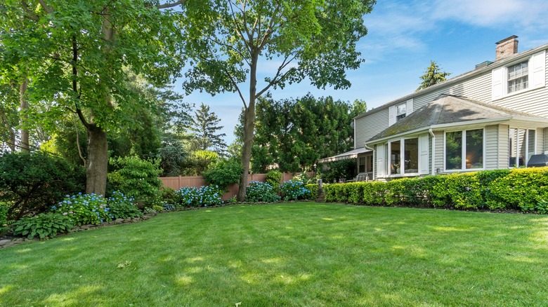 A lush green yard filled with thriving trees and shrubs with blooming flowers