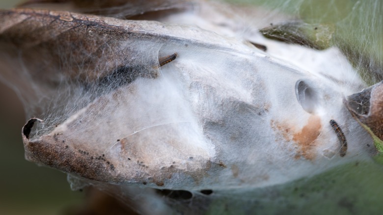 A close-up of a browntail moth nest