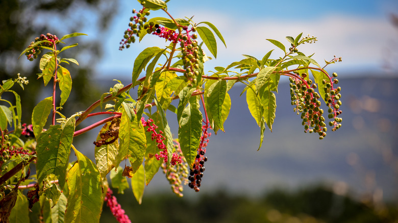 large pokeberry weed in sunlight