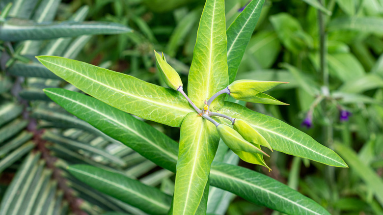 Caper spurge plant