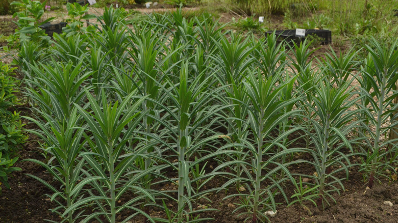 Caper spurge plants in rows