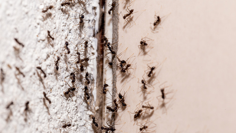 Black ants coming up through a crack in the wall