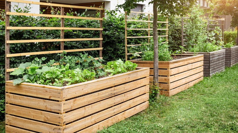 raised garden beds used as a dividing fence and filled with vegetables and herbs