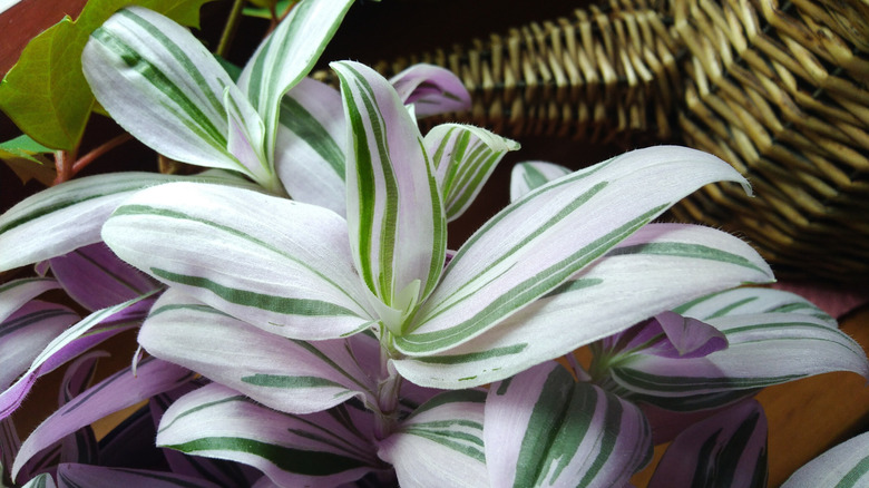 An inch plant shows off its foliage.