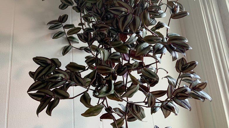 This inch plant is being cared for in a hanging basket.