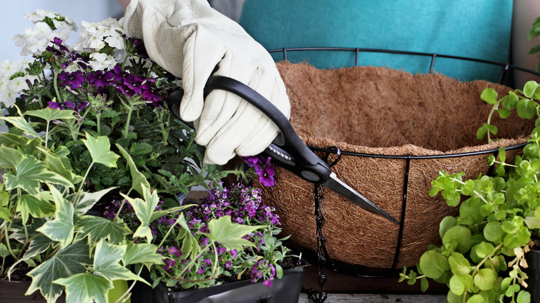 Gloved hand with scissors, hanging plant basket, and plants