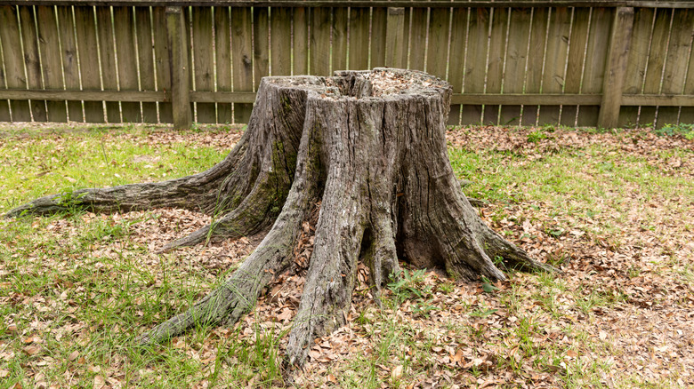 Large weathered stump from a giant oak