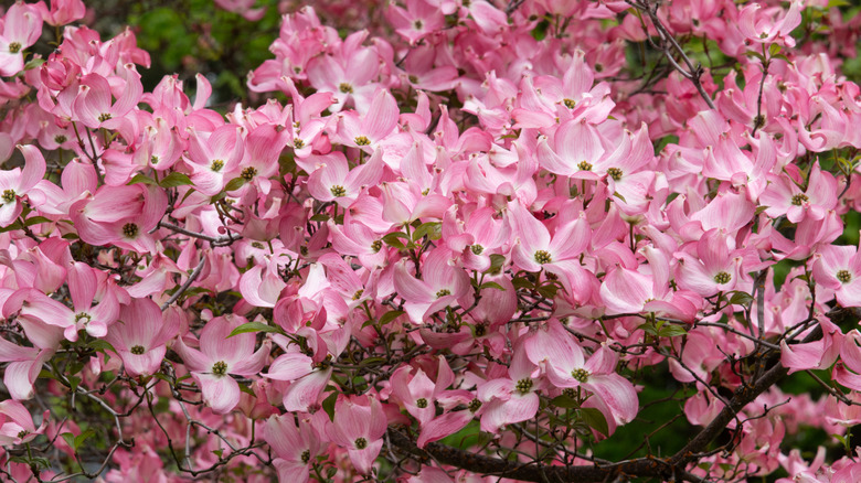 Closeup on pink dogwood flowers