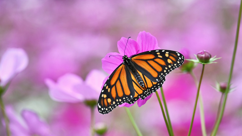 A butterfly in front of a blurred scene of pink flowers