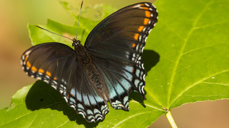 Red spotted purple butterfly, a type that uses American linden trees as a larval host
