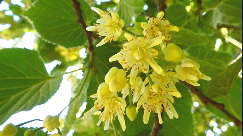 Beautiful yellow flowers on an American linden tree