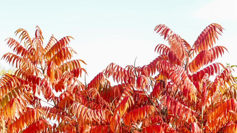 sumac tree with red fall foliage