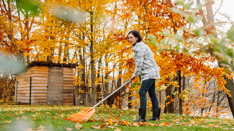 Woman raking up fall leaves with trees in the background