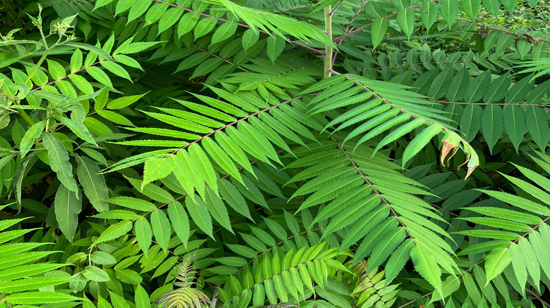 a tree of heaven in a dense forest