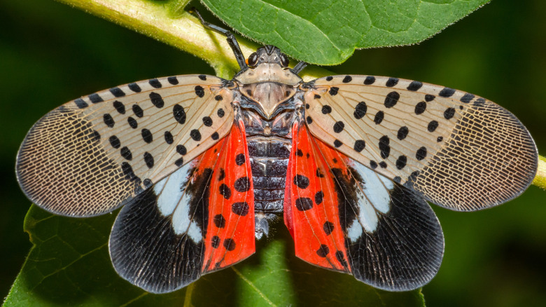 close up shot of a spotted lanternfly sitting on a plant with wings open