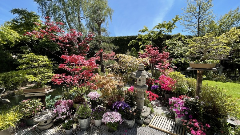 Colorful flower pots artfully arranged on a deck