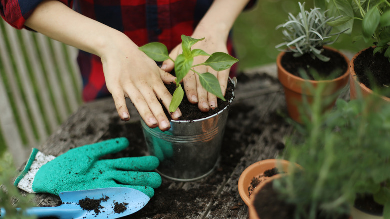 Person's hands securing a plant in a new pot