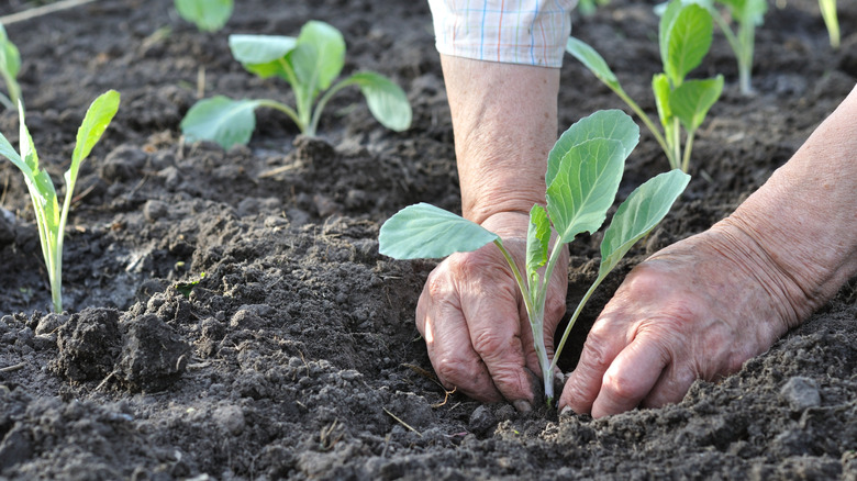Person planting cabbage seedlings into their garden