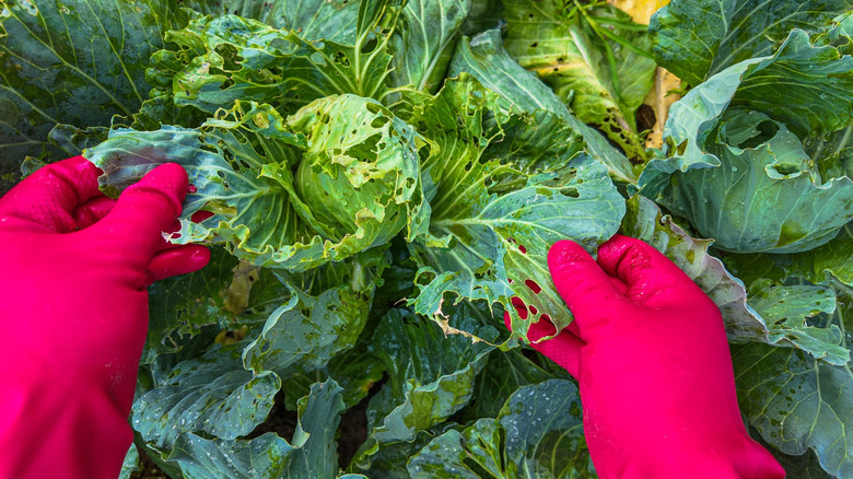 Person examining damaged cabbage leaves in the garden