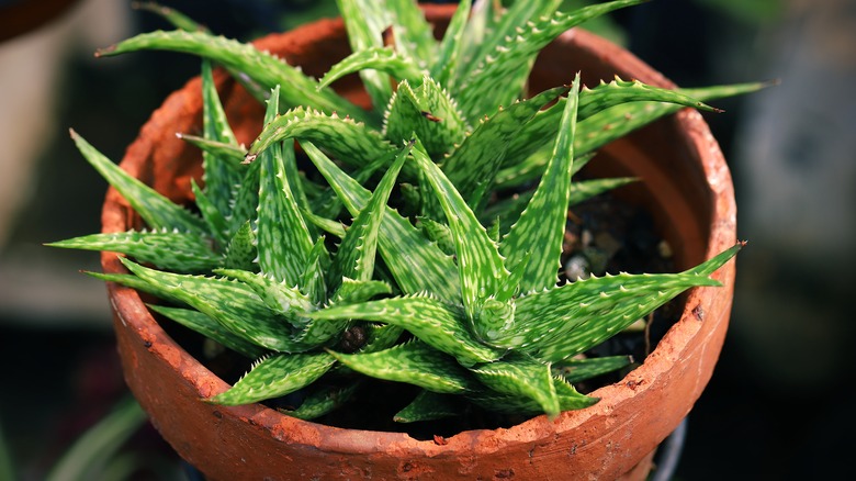 Aloe vera plants in pot