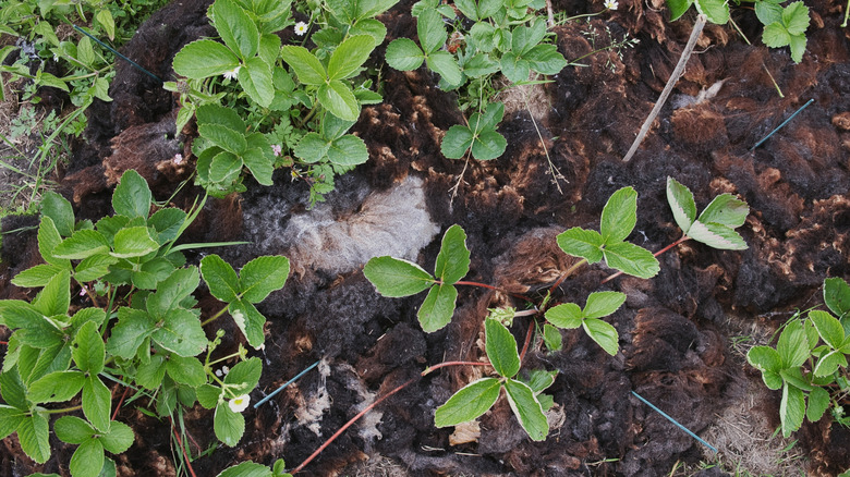 garden soil covered with sheep wool acting as mulch